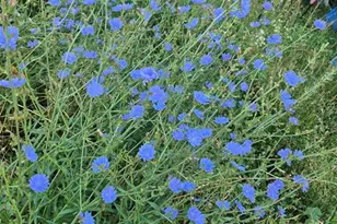 394 Parkway Dr, Troy, MO 63379 - Photo 30