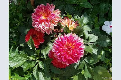 394 Parkway Drive, Troy, MO 63379 - Photo 42