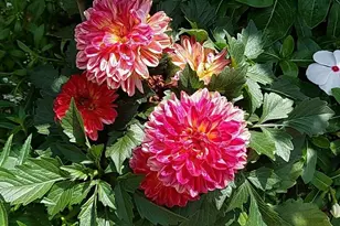 394 Parkway Dr, Troy, MO 63379 - Photo 42