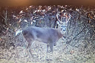 4710 Pike 451, Curryville, MO 63339 - Photo 34