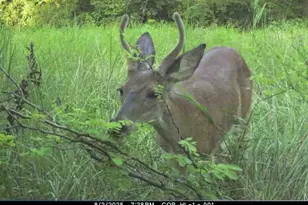 0 Dodson, De Soto, MO 63020 - Photo 4