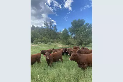 1460 E Coral Pink Cliffs Rd, Glendale, UT 84729 - Photo 8