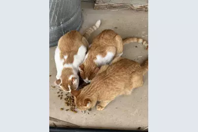 1460 E Coral Pink Cliffs Rd, Glendale, UT 84729 - Photo 24