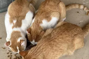 1460 E Coral Pink Cliffs Rd, Glendale, UT 84729 - Photo 24