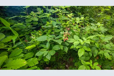 858 Randalls Run Road, Blue Creek, OH 45616 - Photo 28