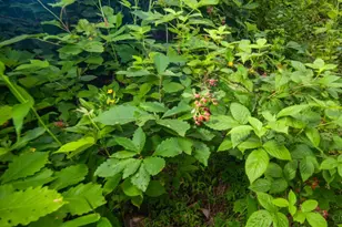 858 Randalls Run Rd, Blue Creek, OH 45616 - Photo 28