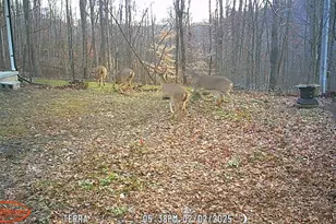 858 Randalls Run Rd, Blue Creek, OH 45616 - Photo 32