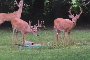 161 Itawamba Dr, Jackson Township, OH 45171 - Photo 38