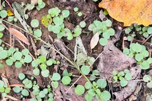 111 W Everton Rd, Connersville, IN 47331 - Photo 60