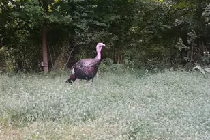 1333 Cross Creek Dr, Goshen, OH 45140 - Photo 48