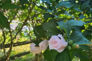 213 N Charity St, Bethel, OH 45106 - Photo 52