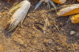 630 Dawn Ln, Peebles, OH 45660 - Photo 34