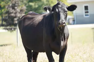 1949 Inlow- Tract 1 Ave, Peebles, OH 45660 - Photo 4