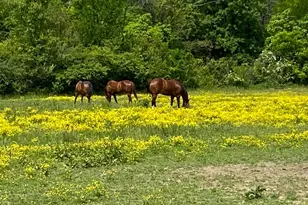 6991 Mauds Hughes Rd, Liberty Township, OH 45011 - Photo 56