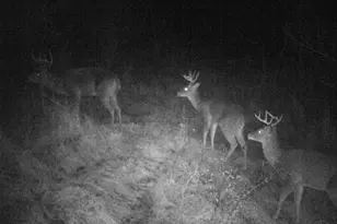 398 St Rt 133, Franklin Township, OH 45120 - Photo 42