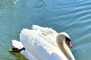 1013 Raintree Ln, Hamilton Township, OH 45039 - Photo 42