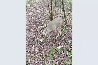 72 Yankeetwon Road, Hamersville, OH 45130 - Photo 8