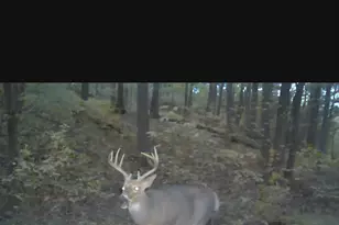 1025 Davis Memorial Rd, Peebles, OH 45660 - Photo 56