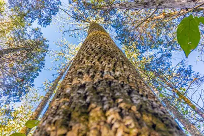 0 Paradise Valley Road, Peebles, OH 45660 - Photo 6