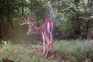 7583 Blue Creek Rd, Jefferson Twp, OH 45684 - Photo 52