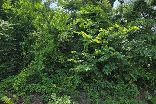 Tbd Cr 485, Tyler, TX 75706 - Photo 1