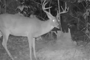 3299 Co Rd 1579, Avinger, TX 75630 - Photo 38