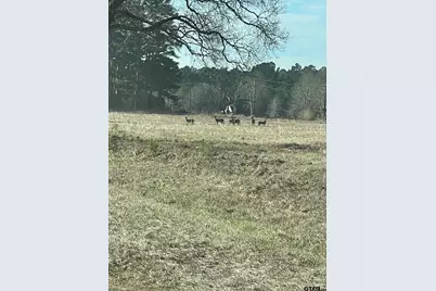 455 Acres Off Watson Rd, Kilgore, TX 75662 - Photo 4