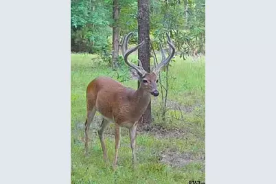 Tbd Fm 852, Winnsboro, TX 75494 - Photo 24