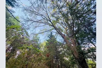 0000 Apple Tree Rd, Gilmer, TX 75644 - Photo 10