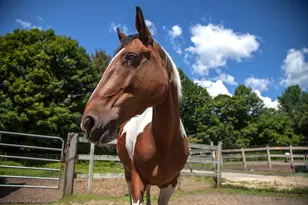 389 Trailsend Dr, Torrington, CT 06790 - Photo 28