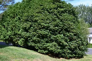 124 Holly Hill Dr, Montville, CT 06382 - Photo 24