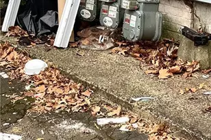 64 Lilac St, New Haven, CT 06511 - Photo 2