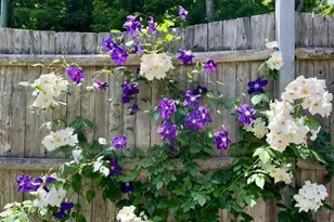 256 Mill Rd, New Canaan, CT 06840 - Photo 32