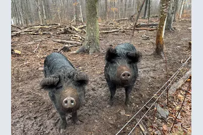 64 Whippoorwill Road, Franklin, CT 06254 - Photo 4