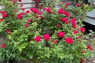 14 Meadow Crest Dr, Woodbury, CT 06798 - Photo 38