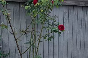 630 Longfellow Dr, Branford, CT 06405 - Photo 6