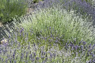 144 Hnath Rd, Ashford, CT 06278 - Photo 38