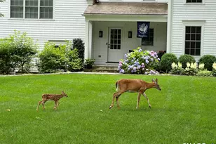 15 Marianne Rd, Darien, CT 06820 - Photo 34