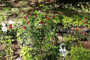 17 Route 6, Columbia, CT 06237 - Photo 30