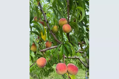 280-300 Matson Hill Road, Glastonbury, CT 06073 - Photo 30