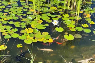 6 Grand View Dr, Enfield, CT 06082 - Photo 36