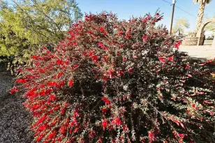 180 Sunrise St, Quartzsite, AZ 85346 - Photo 54