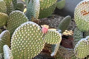 49688 Ruby Ave, Quartzsite, AZ 85346 - Photo 30