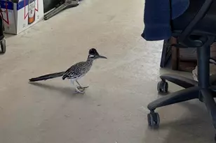680 Apache Dr, Lake Havasu City, AZ 86406 - Photo 16