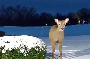 2122 Grange Rd, Buchanan, MI 49107 - Photo 102