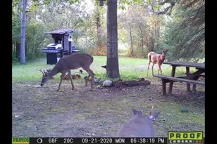 2254 E-M30, Alger, MI 48610 - Photo 78