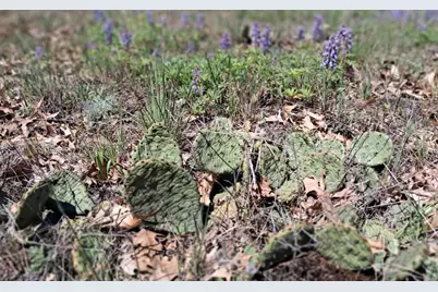 10.01Ac Barberry Avenue, Newaygo, MI 49337 - Photo 12