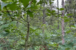 V/L W Lake Murray St, Baldwin, MI 49304 - Photo 1