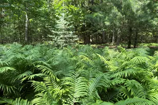 6242 131st Ave, Saugatuck, MI 49453 - Photo 82