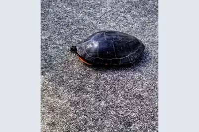 30170 Beeson Street, Dowagiac, MI 49047 - Photo 42